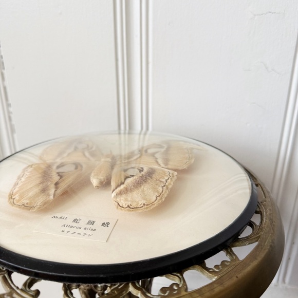 Framed Atticus Atlas Moth Rounded Glass Display - Picture 3 of 8